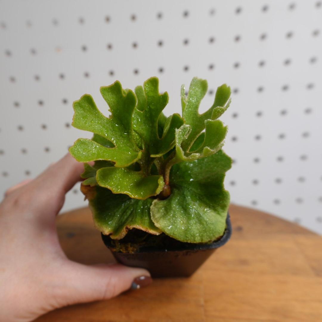 P.Ridleyi dwarf silver リドレイドワーフシルバー　003