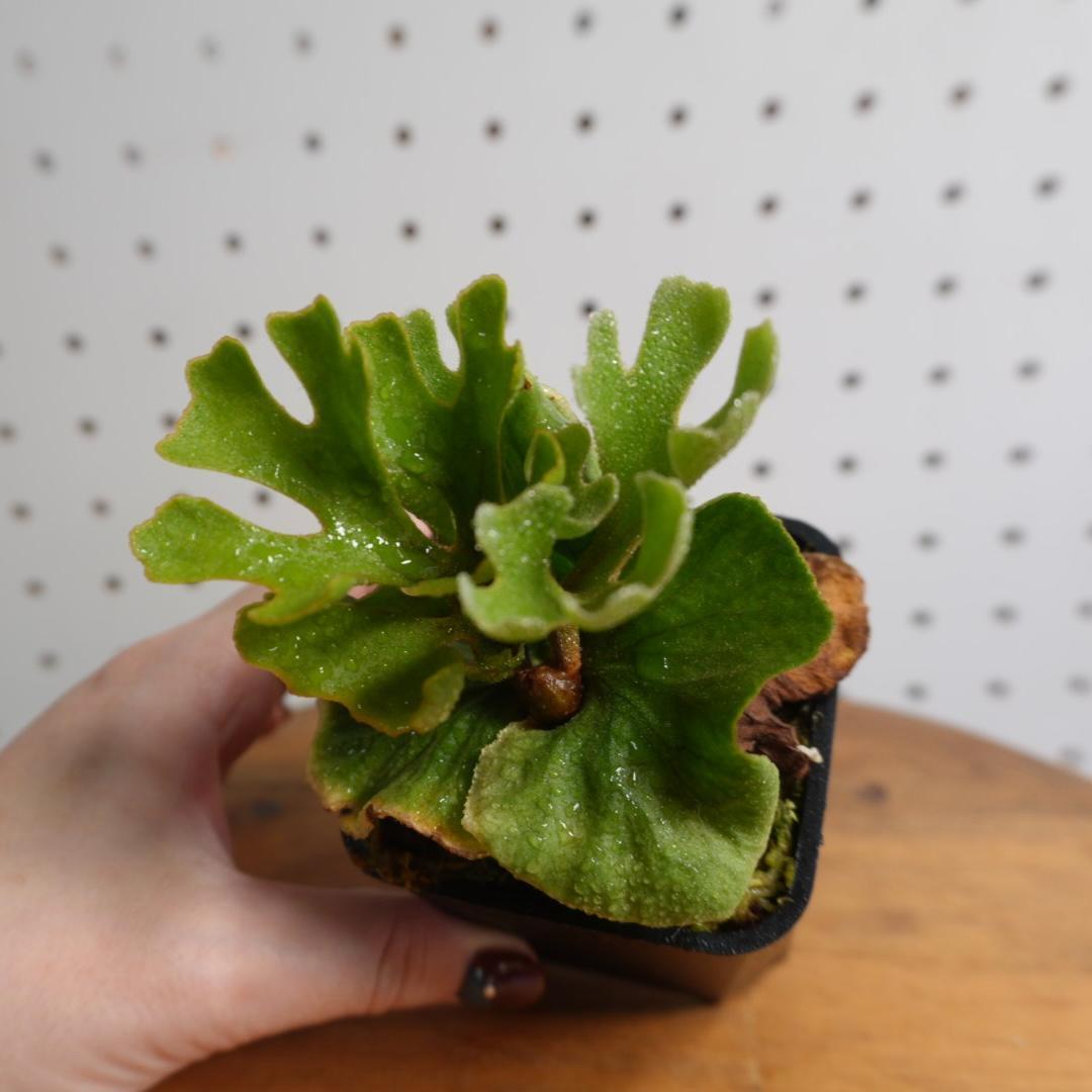 P.Ridleyi dwarf silver リドレイドワーフシルバー　003
