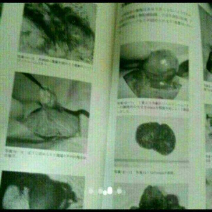 ハムスター学入門　獣医　ハムスター好きな方　第1版　第1刷