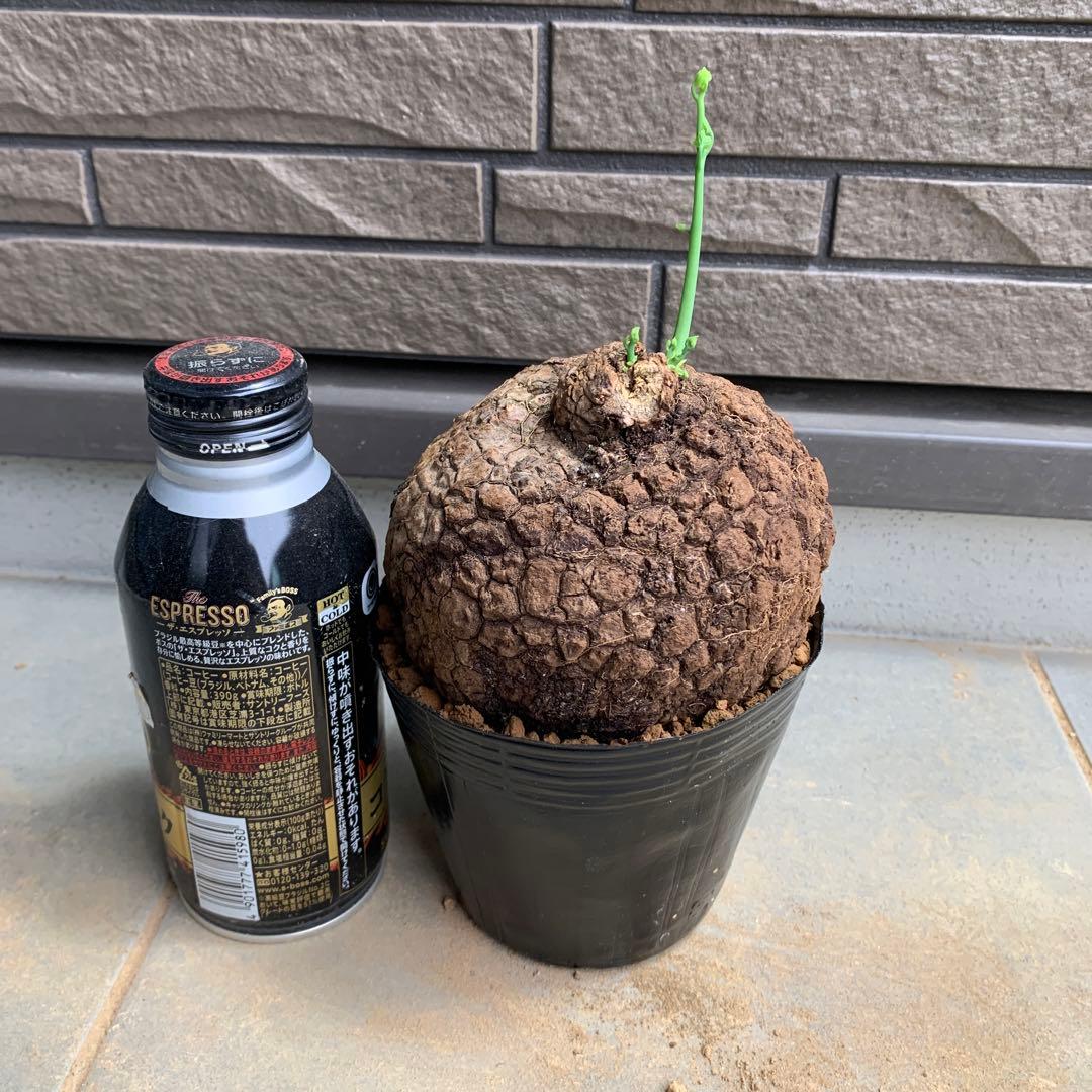 ステファニア　スベローサ