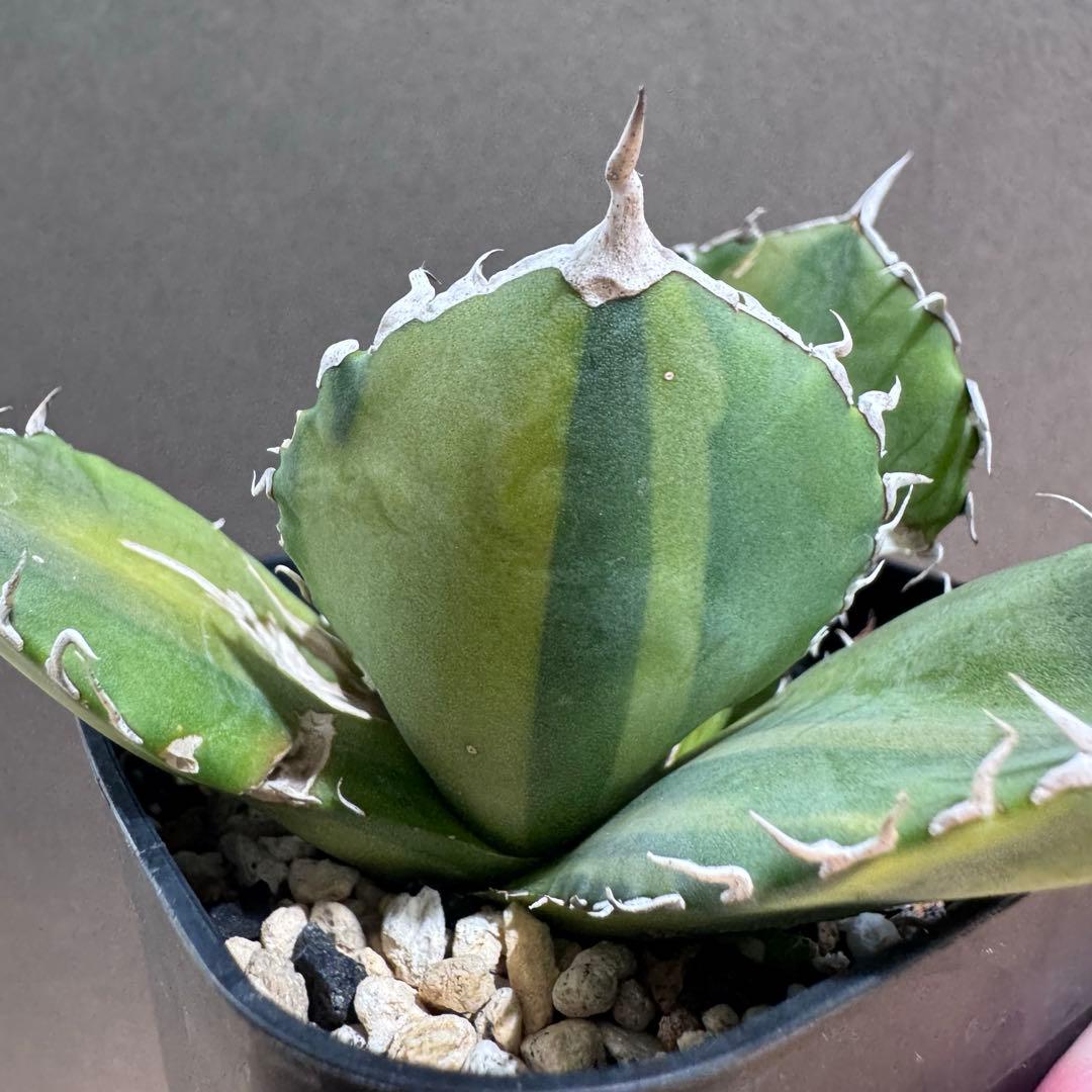 アガベ　zeus plants tokyo産　希少　斑入りオテロイ