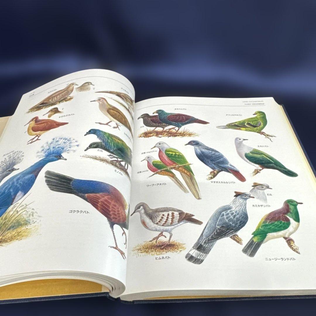 BIRDS 世界鳥類事典　大型本　写真