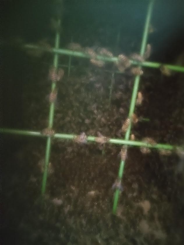 日本蜜蜂 重箱式巣箱4段 スライド底板 付巣門台座