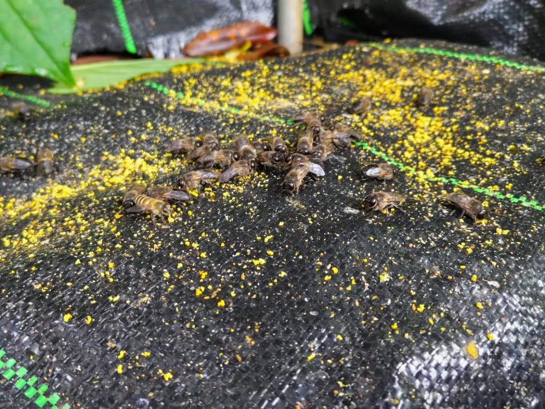 日本蜜蜂 重箱式巣箱4段 スライド底板 付巣門台座