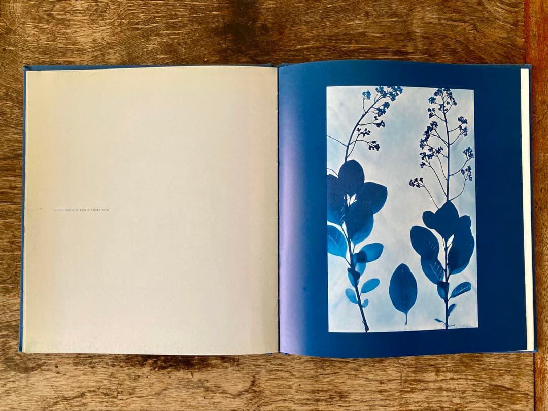 洋書 Blue Prints Zeva Oelbaum