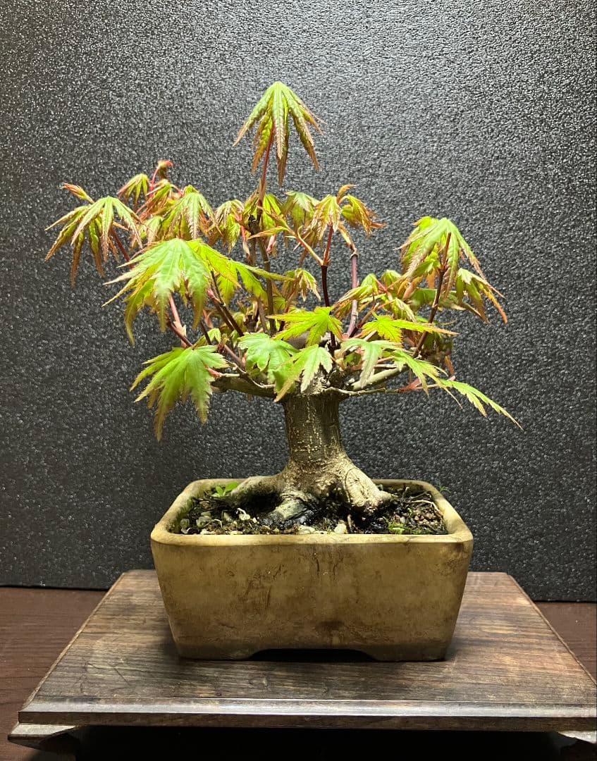 山紅葉ミニ盆栽、根張り良し！