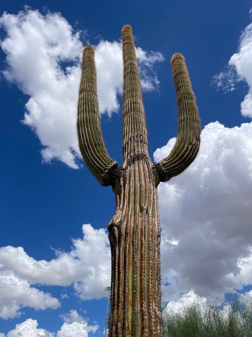 【希少 新品未使用】Saguaro the desert giant