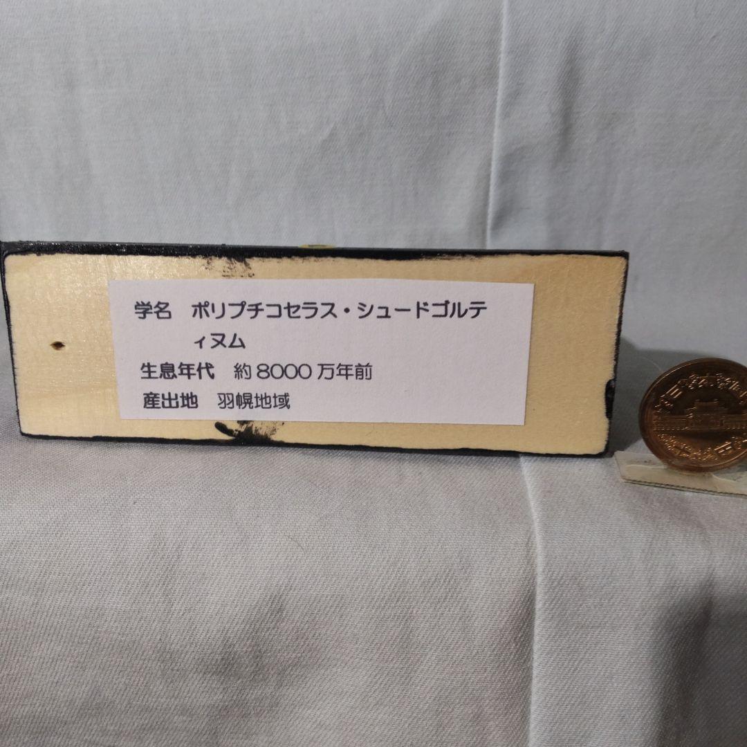 北海道アンモナイト化石標本　正常巻２点＋自由巻３点＋解説資料４点