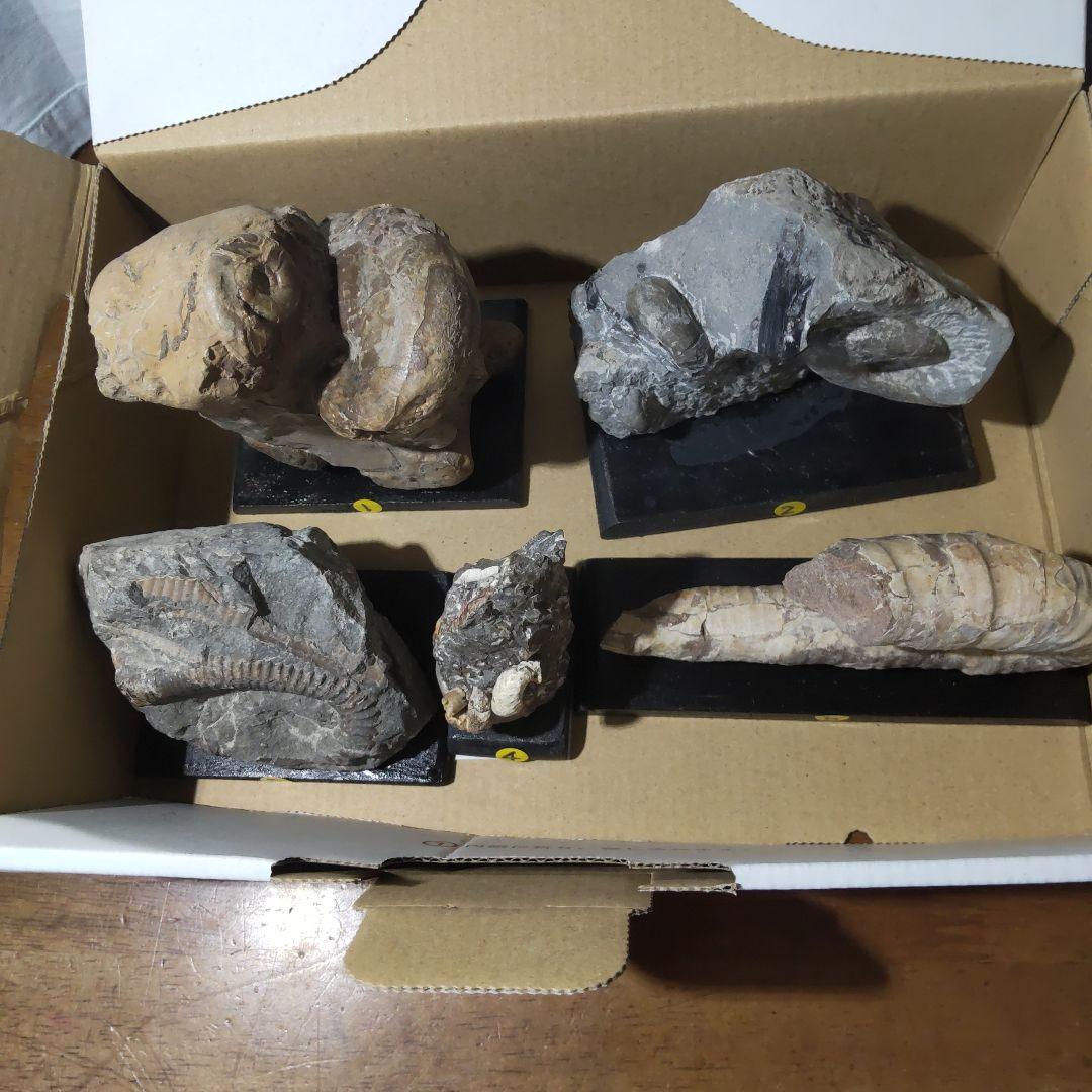 北海道アンモナイト化石標本　正常巻２点＋自由巻３点＋解説資料４点