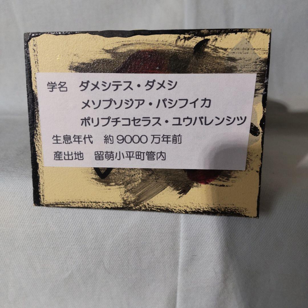 北海道アンモナイト化石標本　正常巻２点＋自由巻３点＋解説資料４点