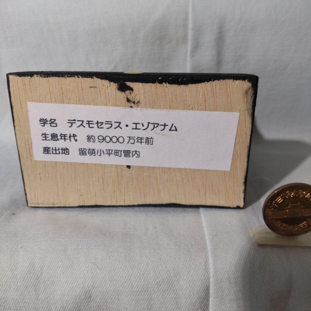 北海道アンモナイト化石標本　正常巻２点＋自由巻３点＋解説資料４点