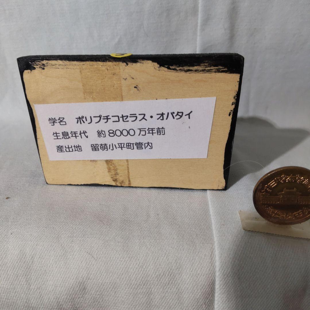 北海道アンモナイト化石標本　正常巻２点＋自由巻３点＋解説資料４点