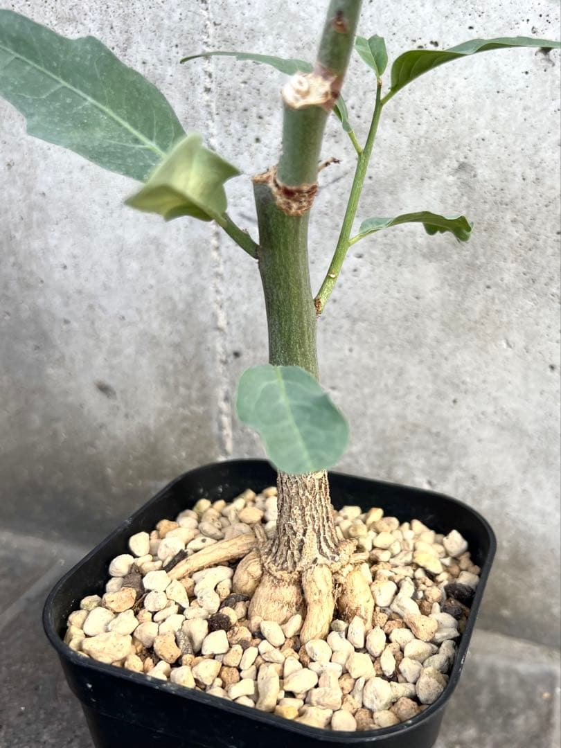 アデニア　レパンダ　① 検索→塊根植物　コーデックス