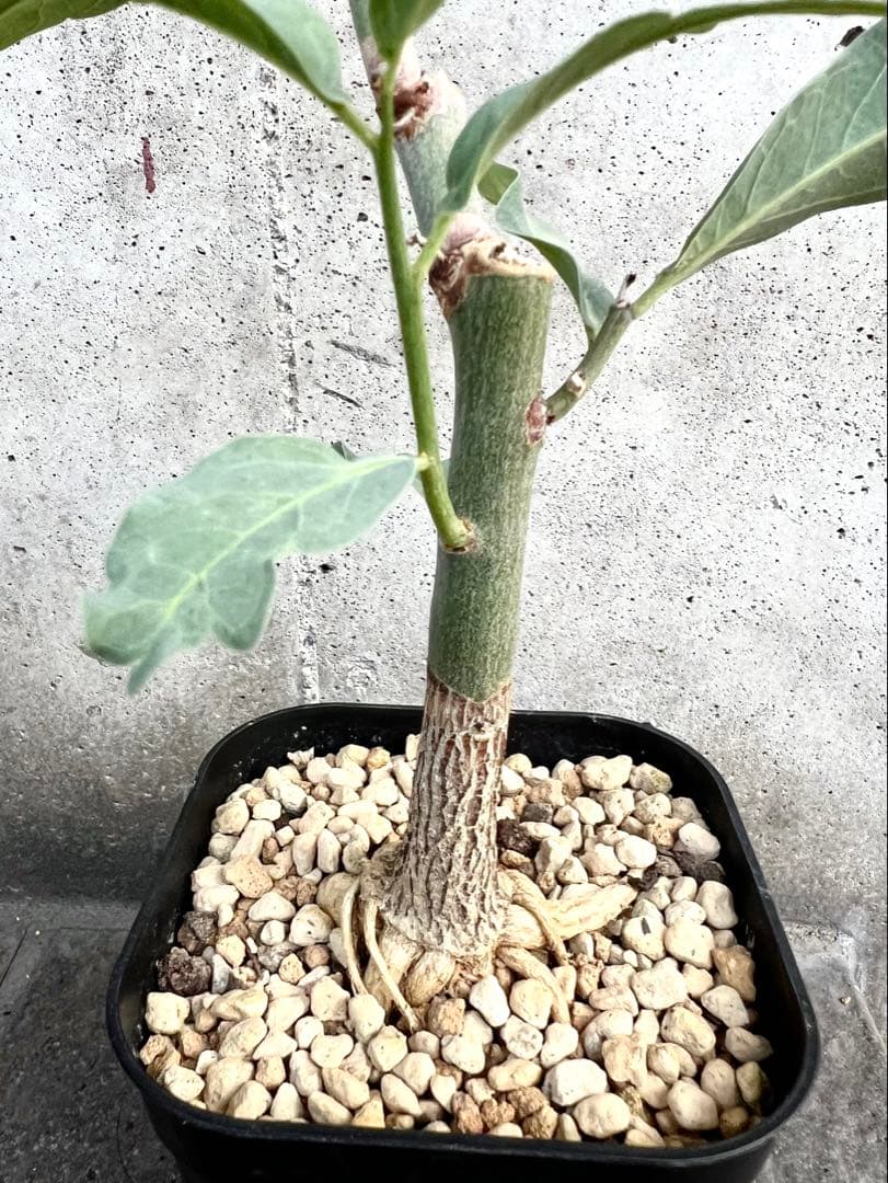 アデニア　レパンダ　① 検索→塊根植物　コーデックス