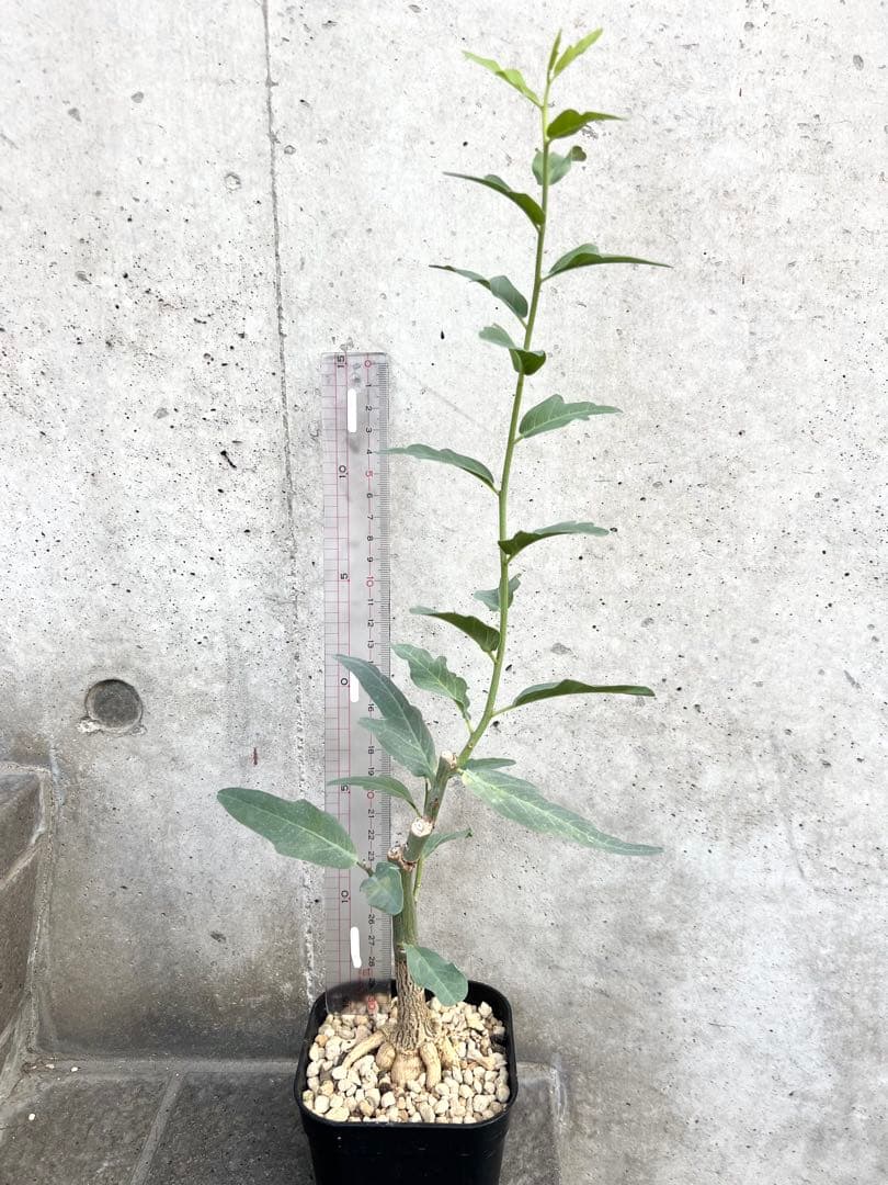 アデニア　レパンダ　① 検索→塊根植物　コーデックス