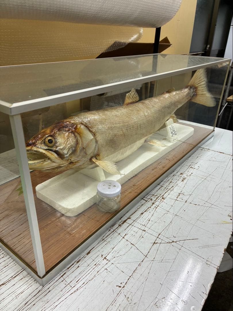 イトウ 剥製 魚