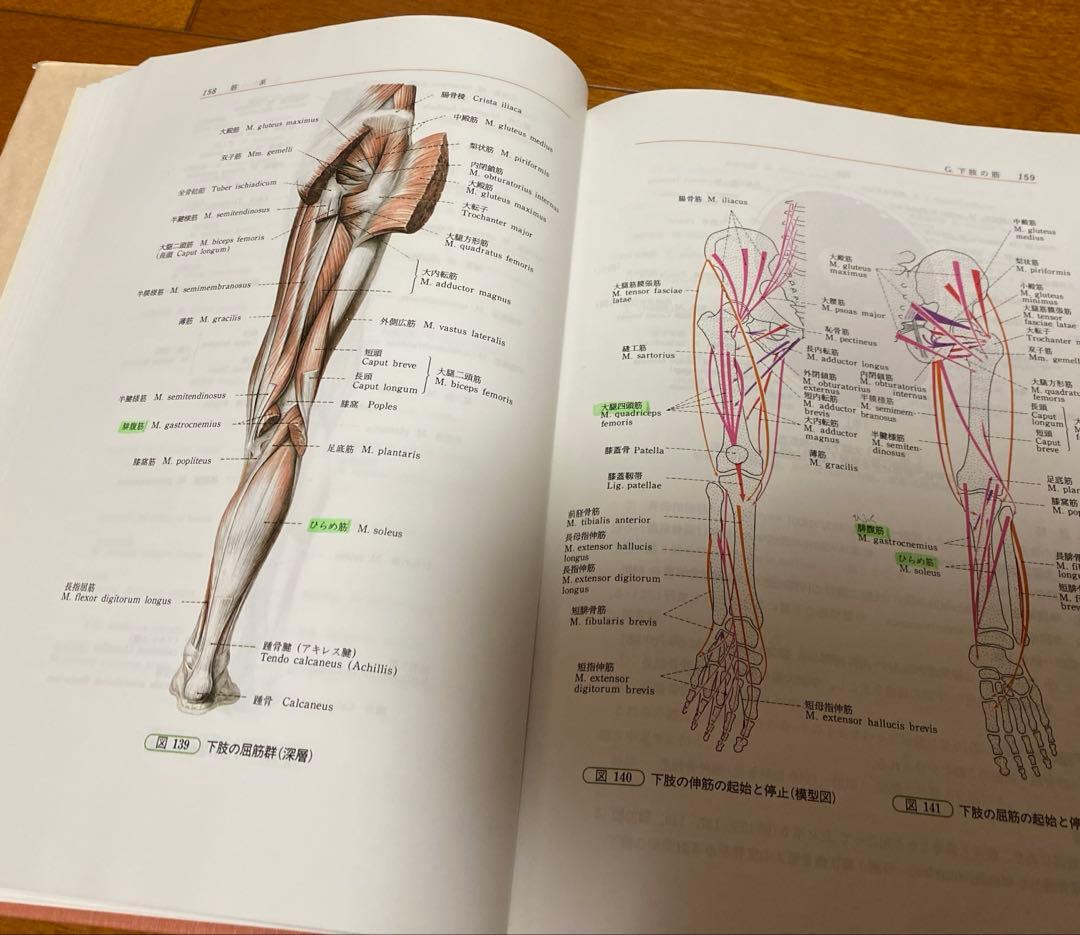 人体解剖学