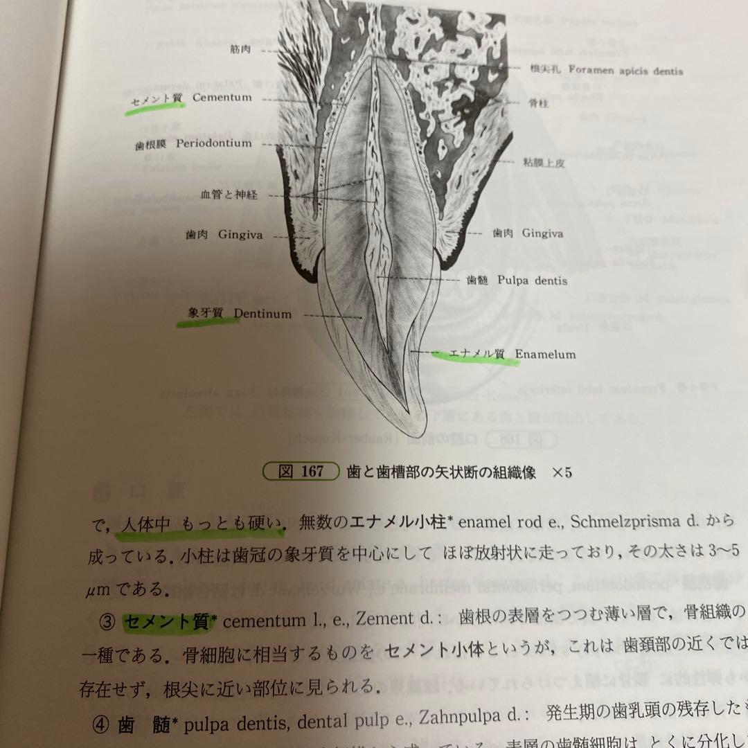 人体解剖学