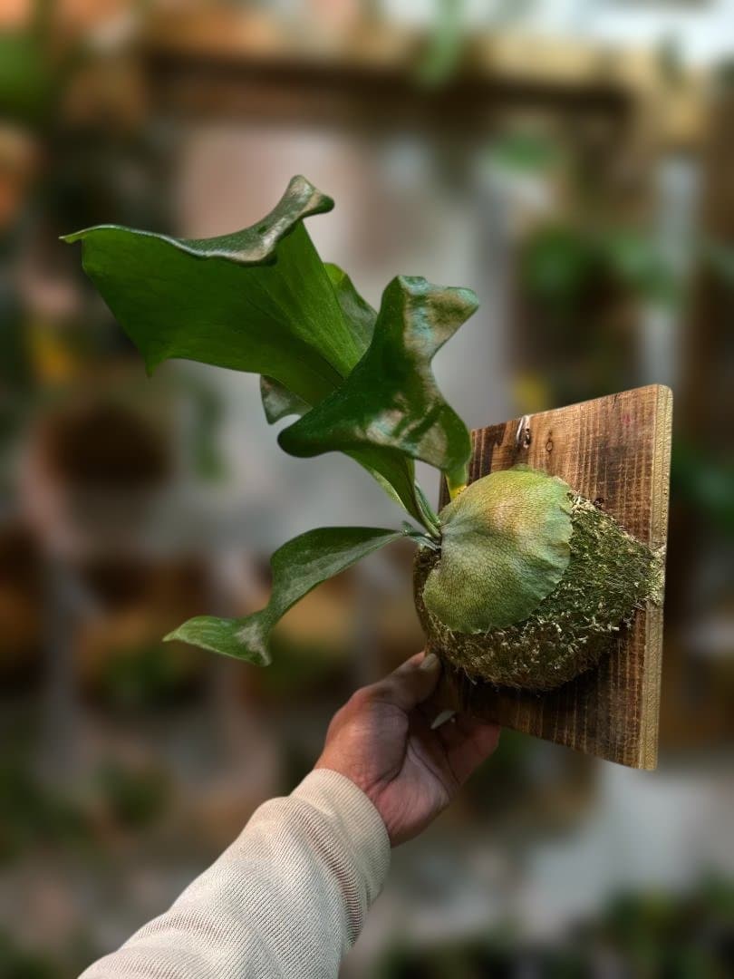 ビカクシダ　ヒリー Platycerium hilliiTT-1