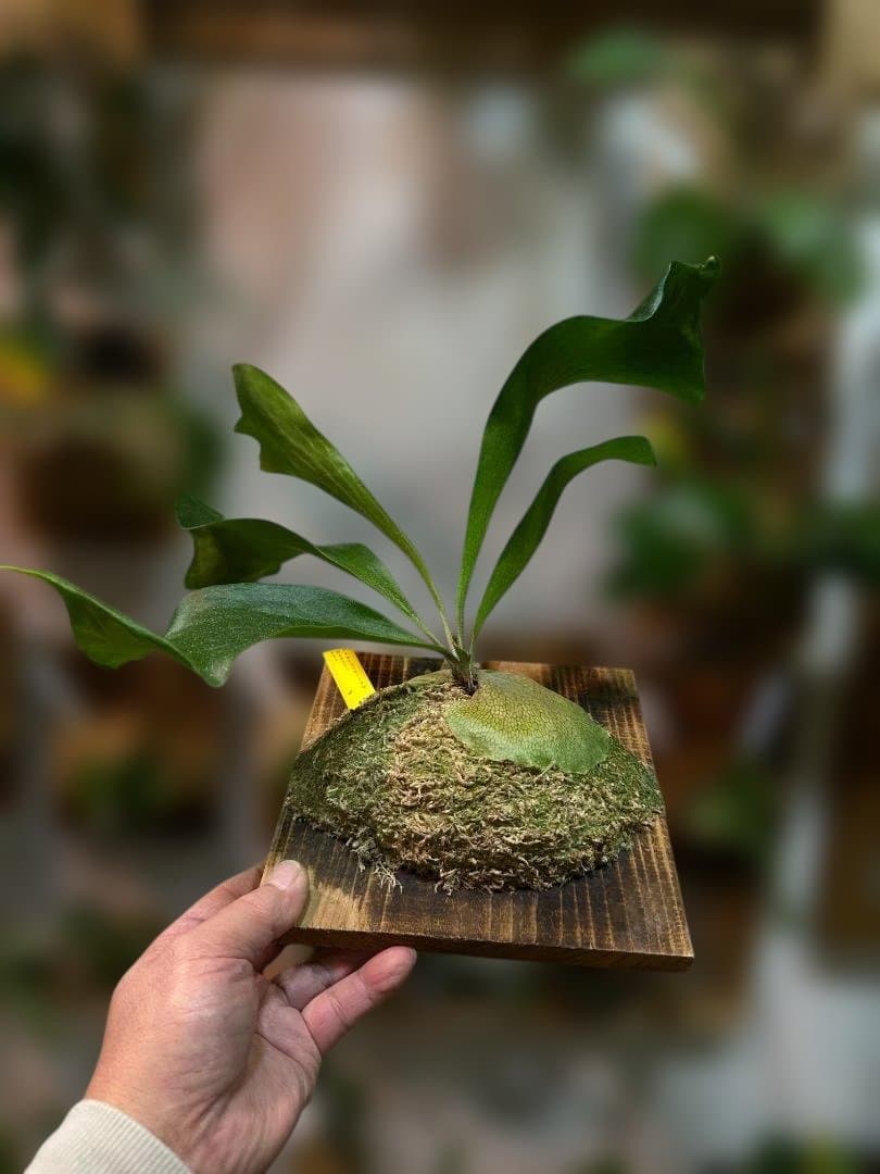 ビカクシダ　ヒリー Platycerium hilliiTT-1