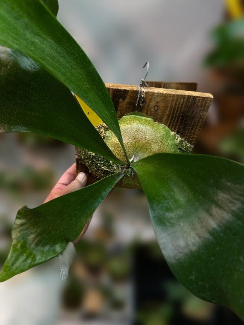 ビカクシダ　ヒリー Platycerium hilliiTT-1