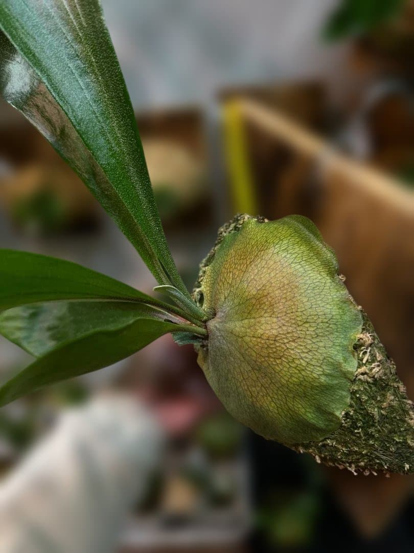 ビカクシダ　ヒリー Platycerium hilliiTT-1
