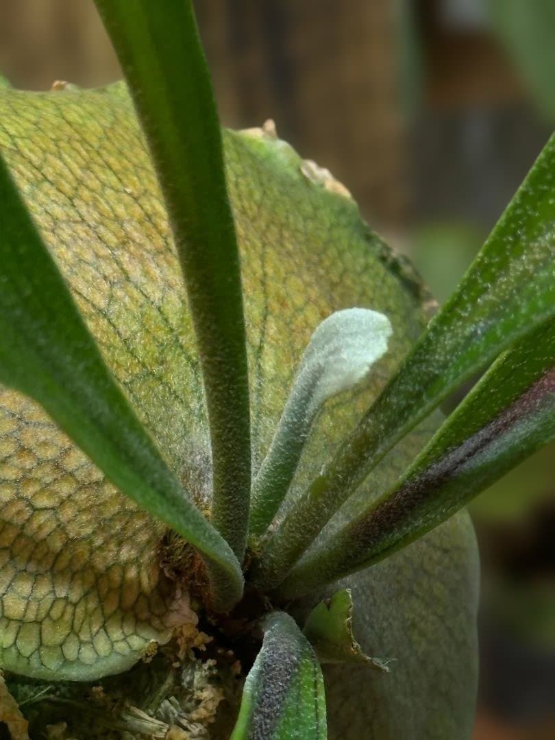 ビカクシダ　ヒリー Platycerium hilliiTT-1