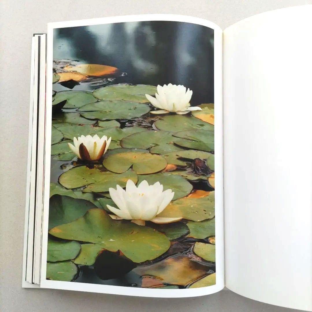 thomas struth:Dandelion Room/写真集 作品集 洋書