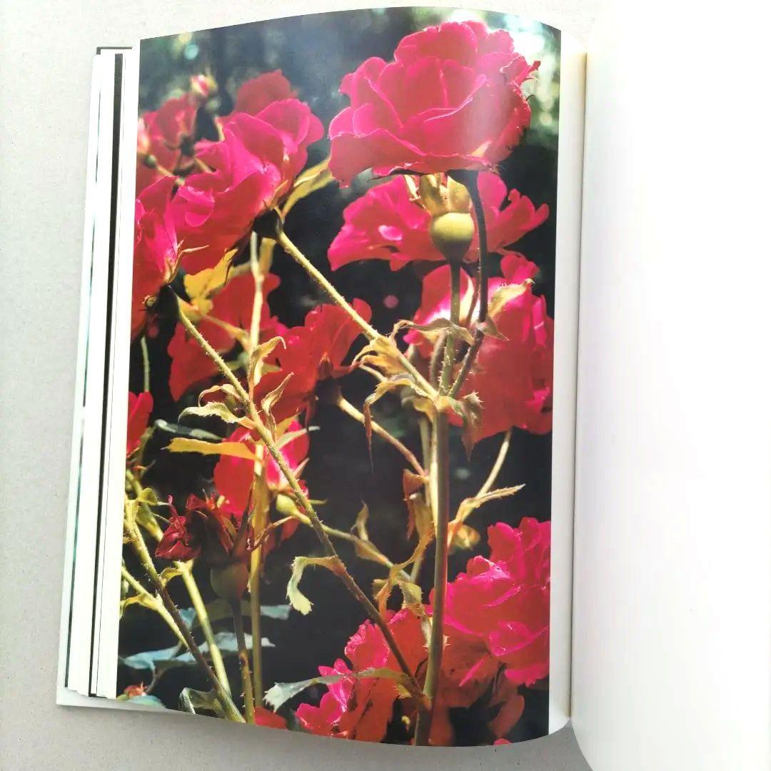 thomas struth:Dandelion Room/写真集 作品集 洋書