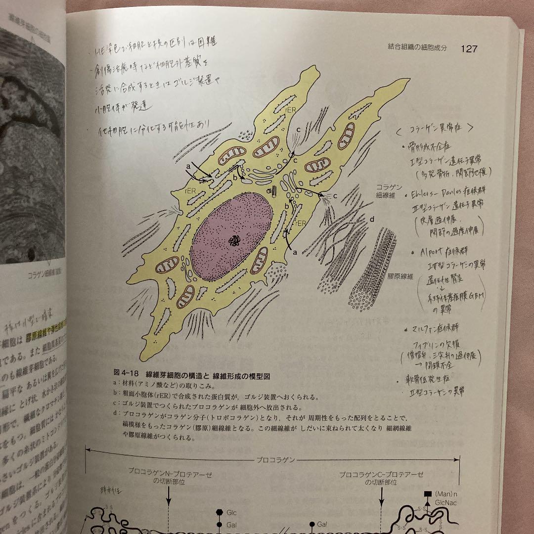 標準組織学 総論