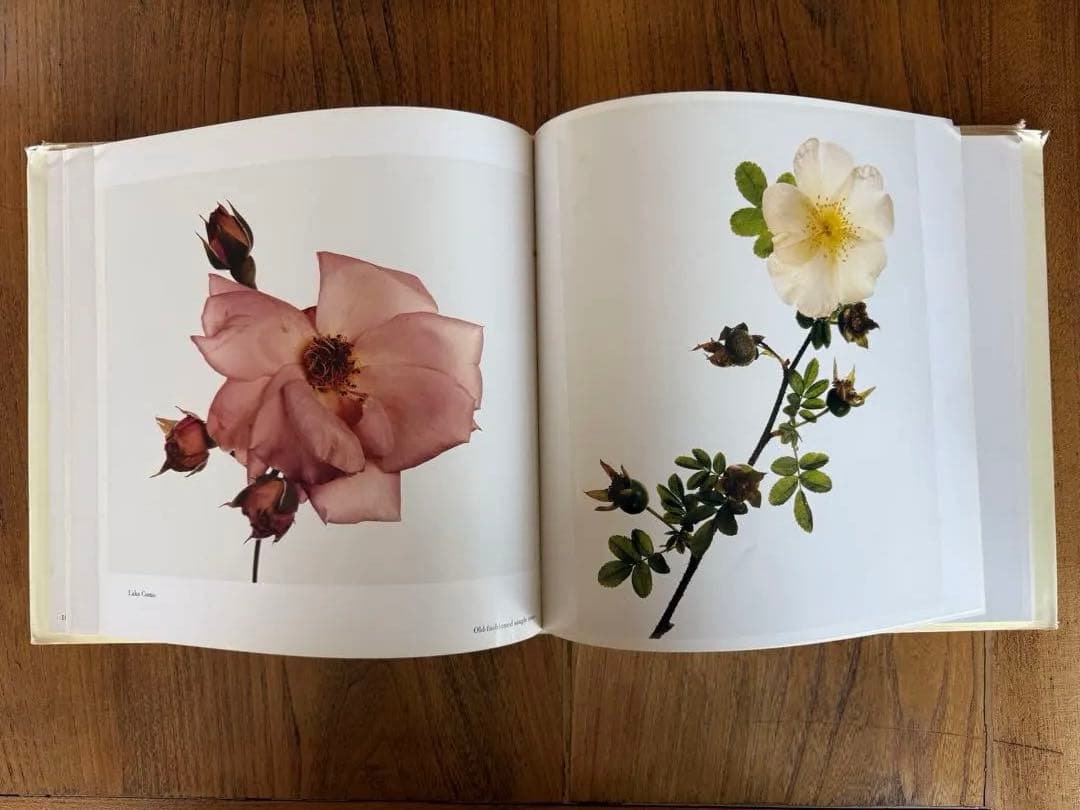 アート・デザイン・音楽 irving penn FLOWERS