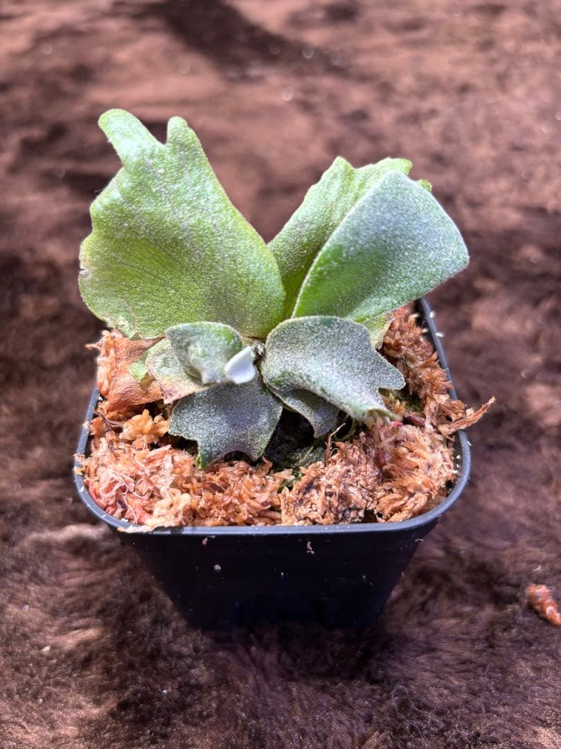 ビカクシダ P.willinckii calm sporeling