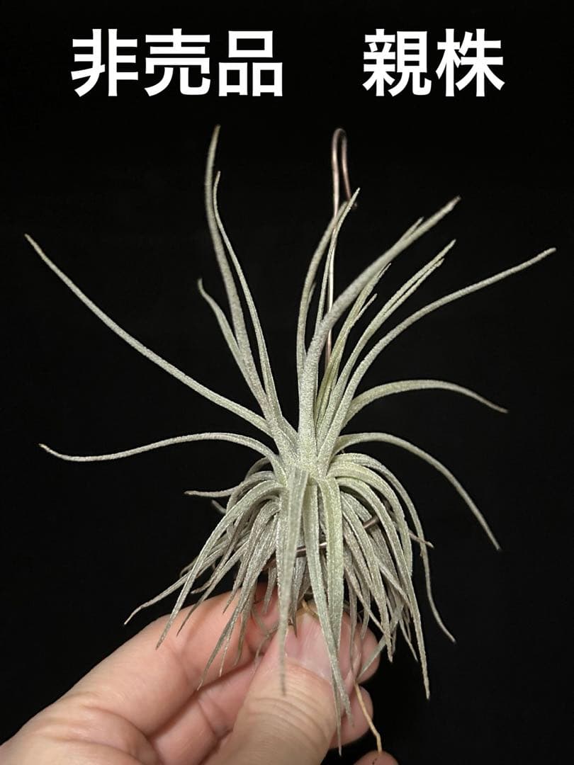 チランジア モーリアナ　 Tillandsia