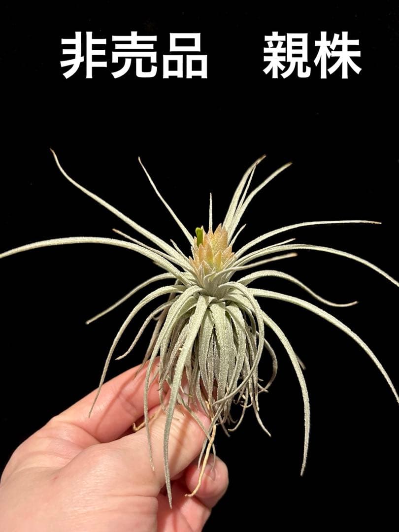 チランジア モーリアナ　 Tillandsia