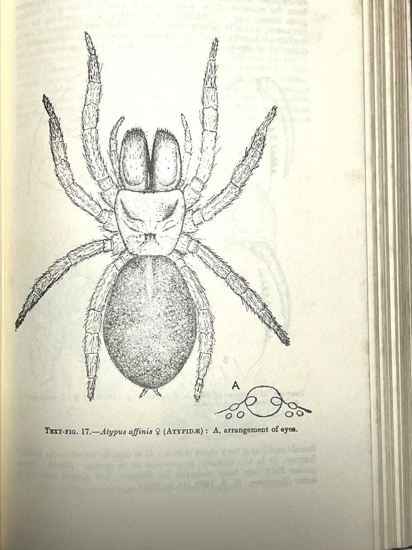⭕️新価格⭕️★BRITISH SPIDERS I・IIイギリスの蜘蛛図鑑