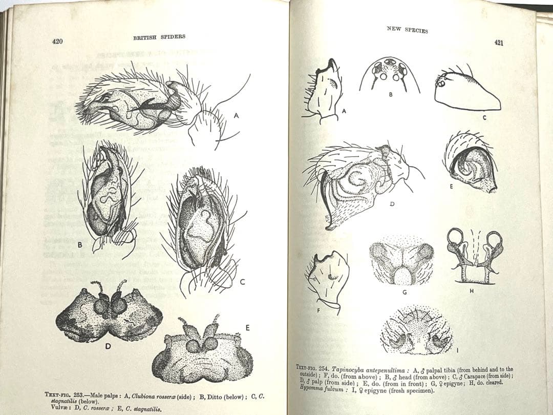 ⭕️新価格⭕️★BRITISH SPIDERS I・IIイギリスの蜘蛛図鑑