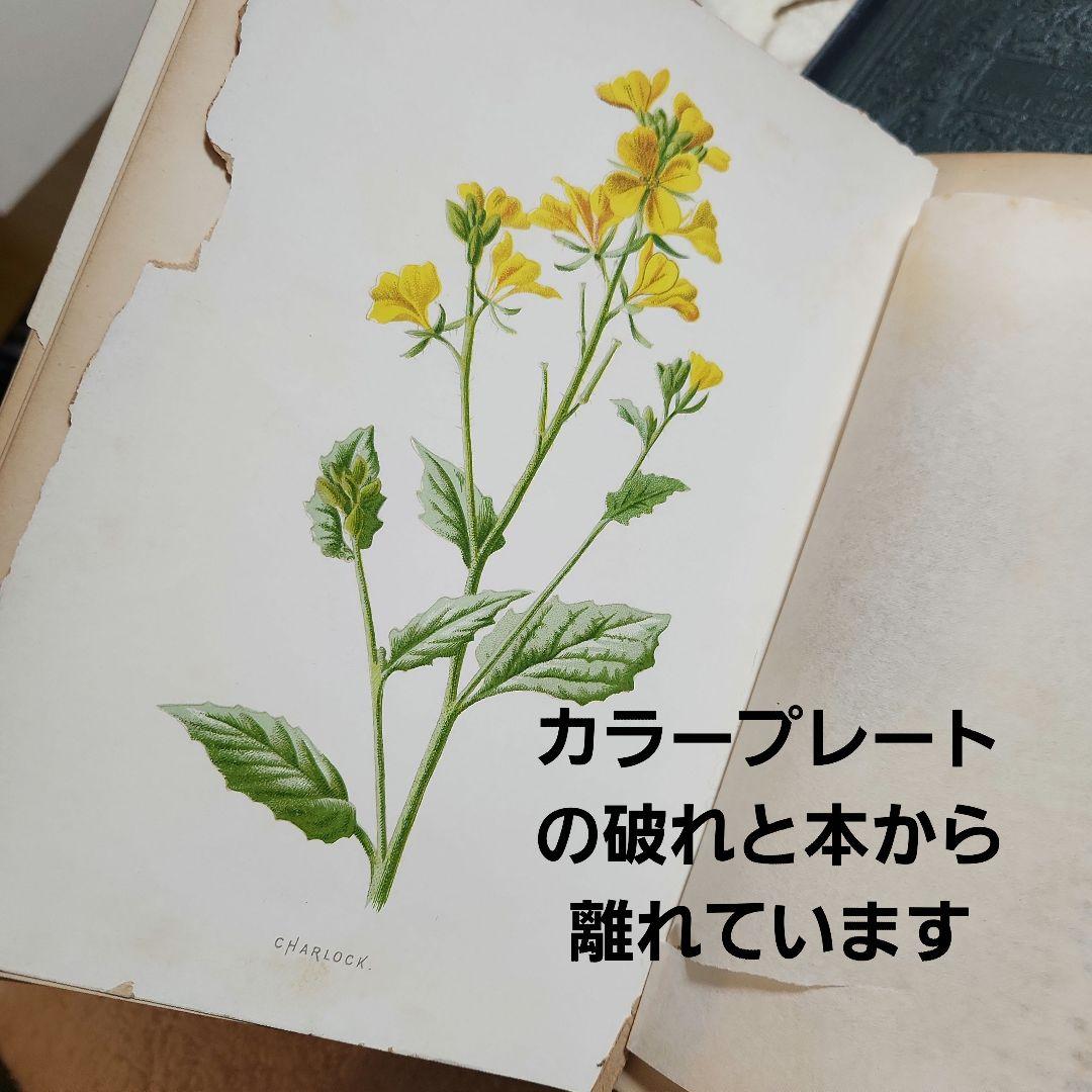 植物図鑑　洋書　古書　ボタニカルアート　アンティーク　リトグラフ　24