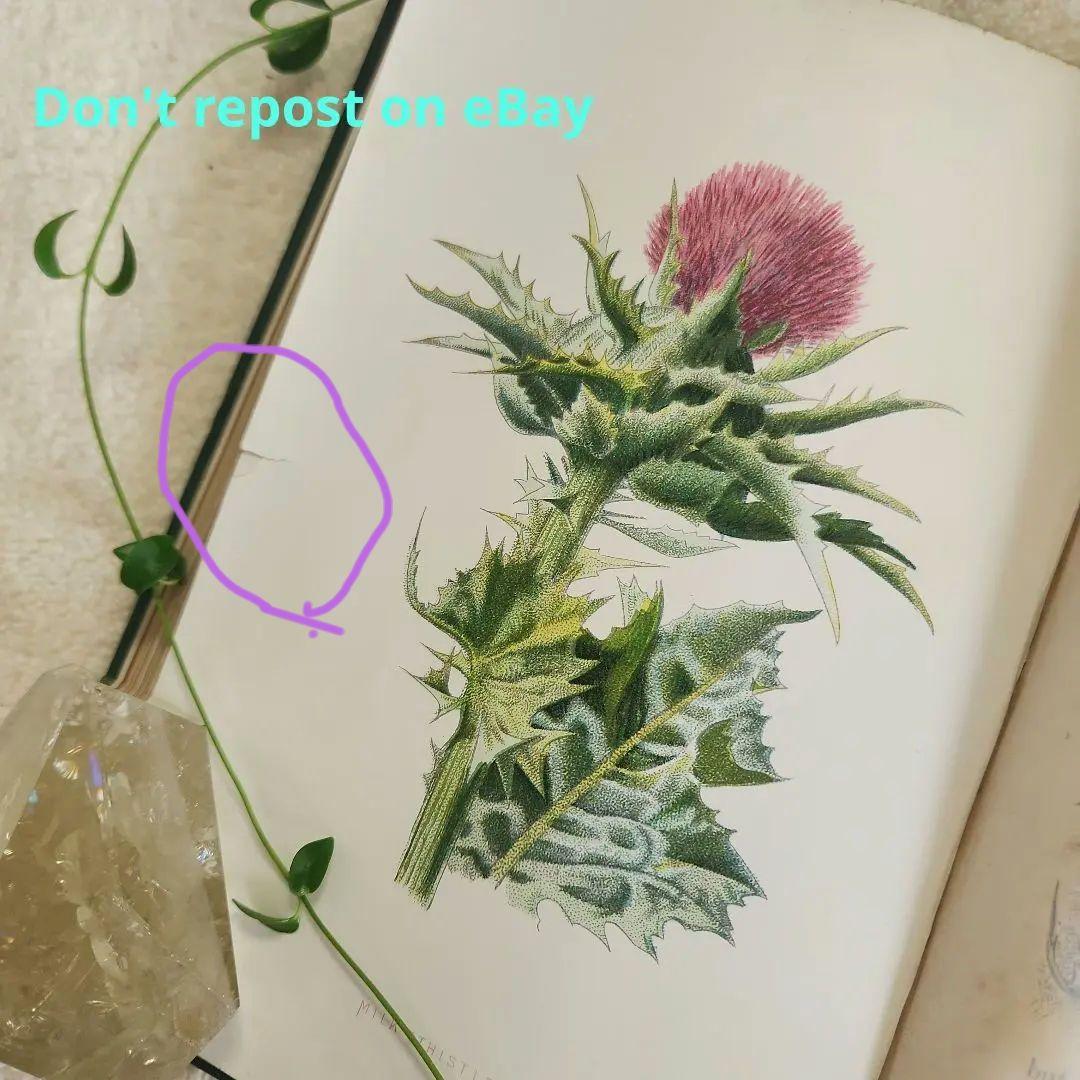 植物図鑑　洋書　古書　ボタニカルアート　アンティーク　リトグラフ　24
