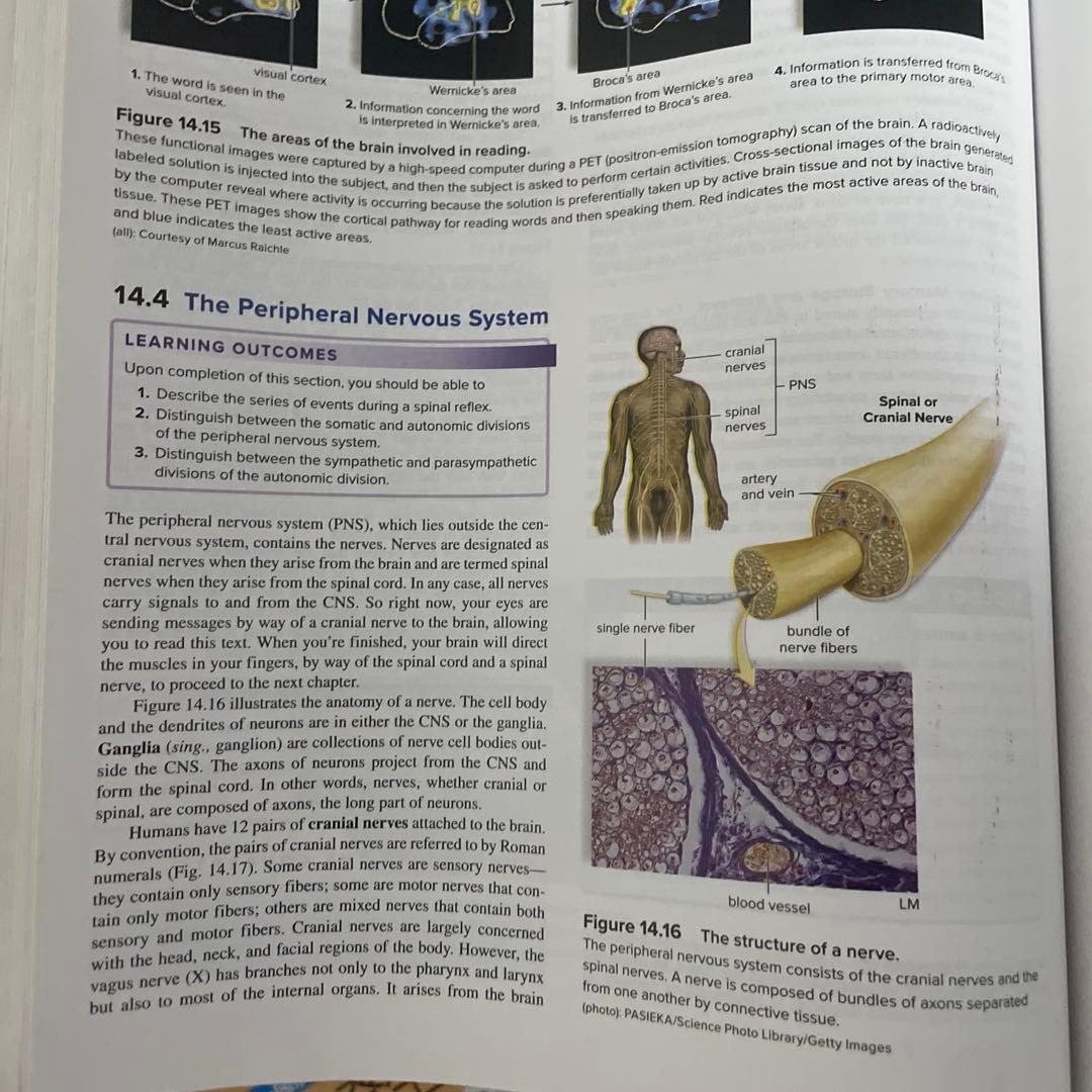HUMAN BIOLOGY 第17版