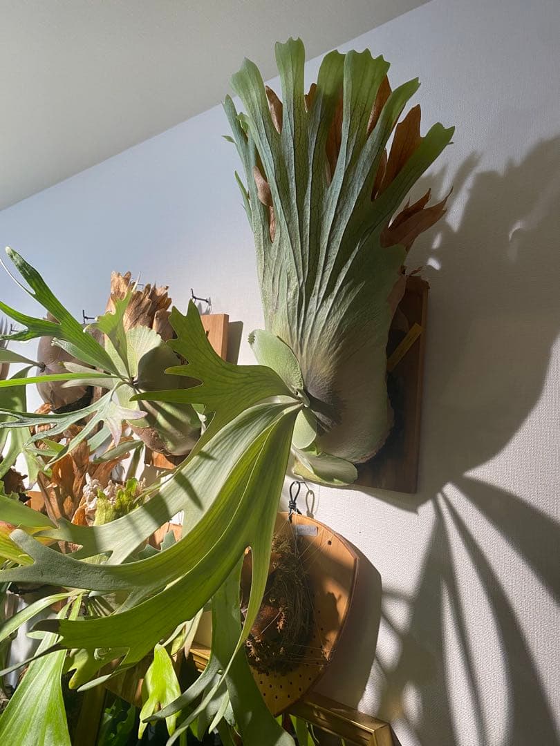 全長約90cm 超大型親株 P. willinckii 'Hualian'