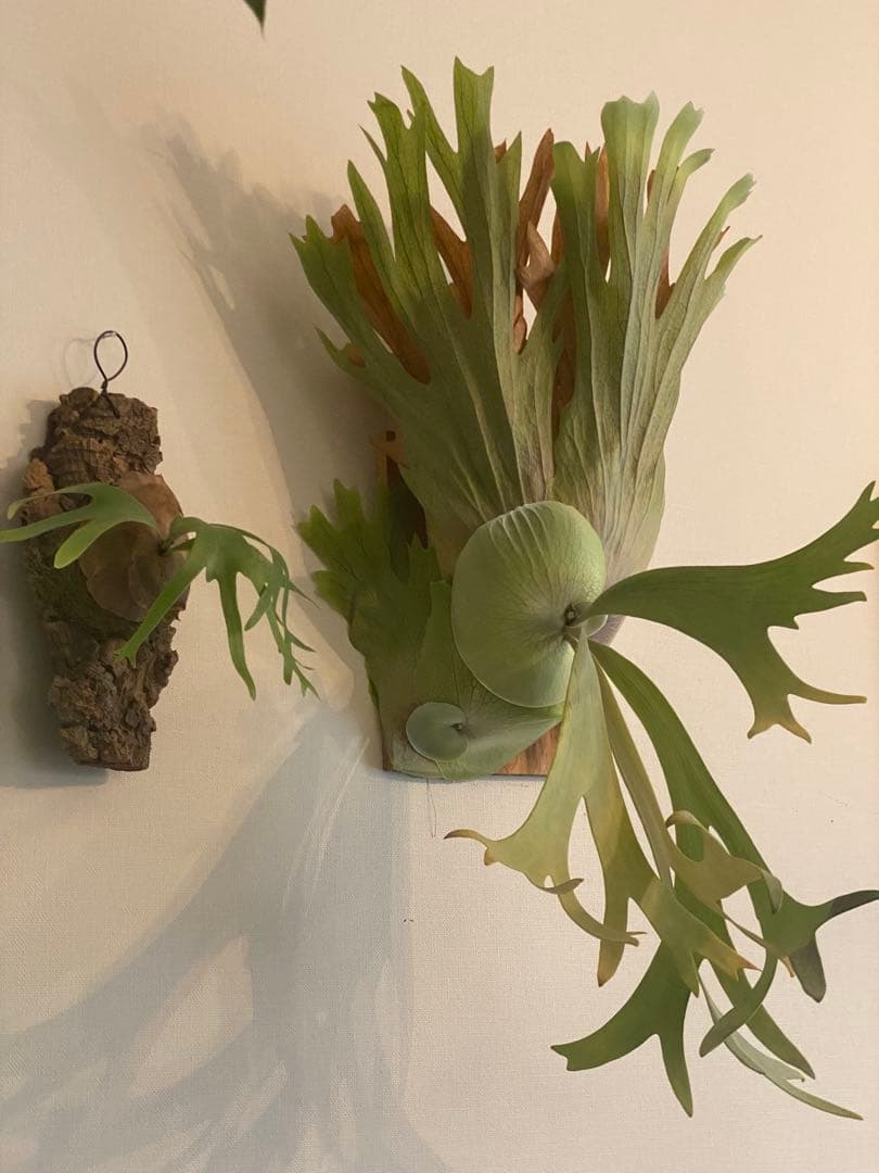 全長約90cm 超大型親株 P. willinckii 'Hualian'