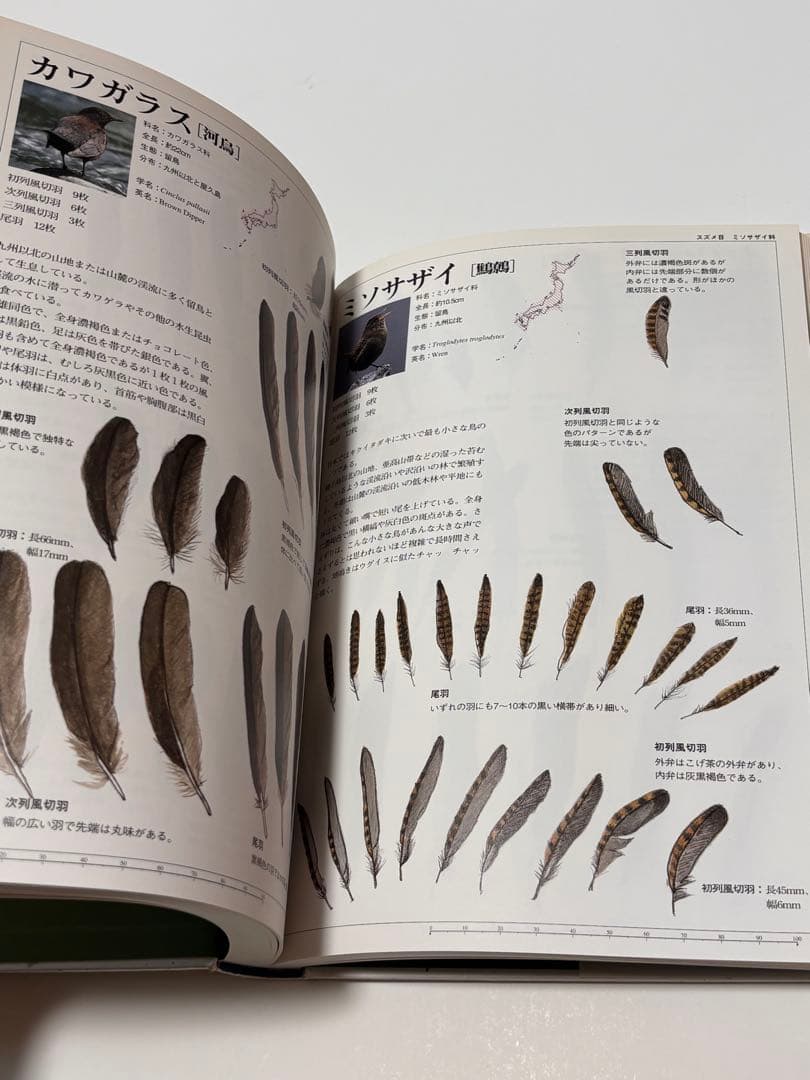 日本の野鳥　羽根図鑑