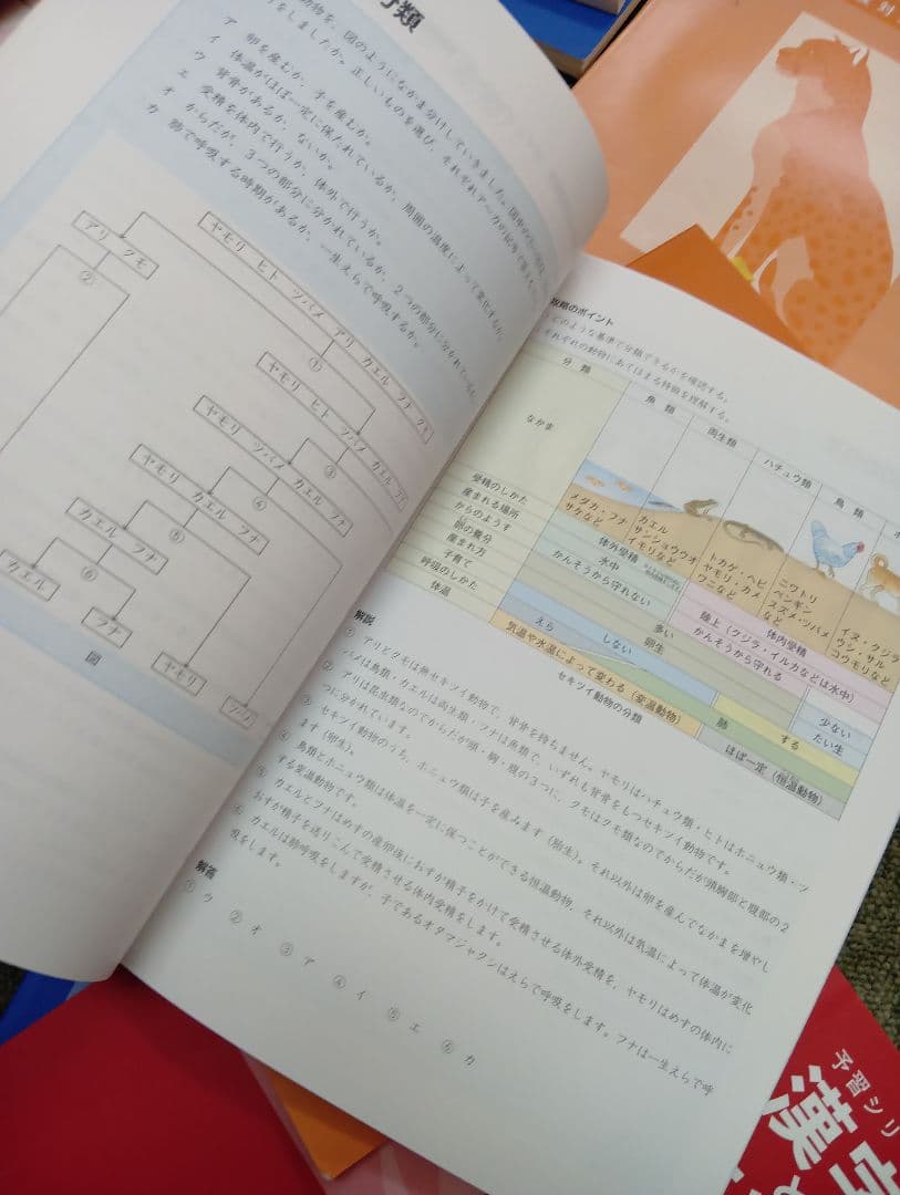 四谷大塚　6年　予習シリーズ有名校対策　国算理社/漢字/計算　2024年版 中古
