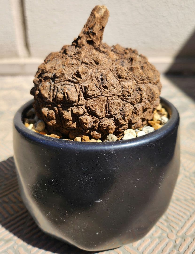 ステファニア スベローサ 塊根植物 丸型ゴツゴツ美株 コーデックス