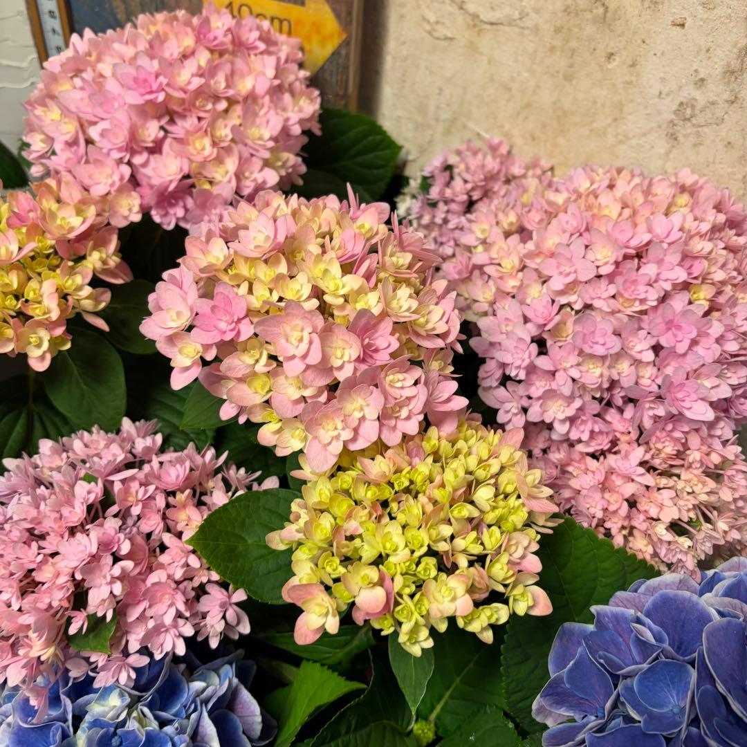 アジサイ　4種6鉢　紫陽花