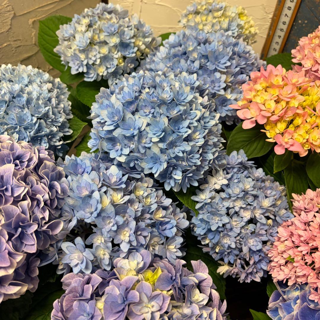 アジサイ　4種6鉢　紫陽花