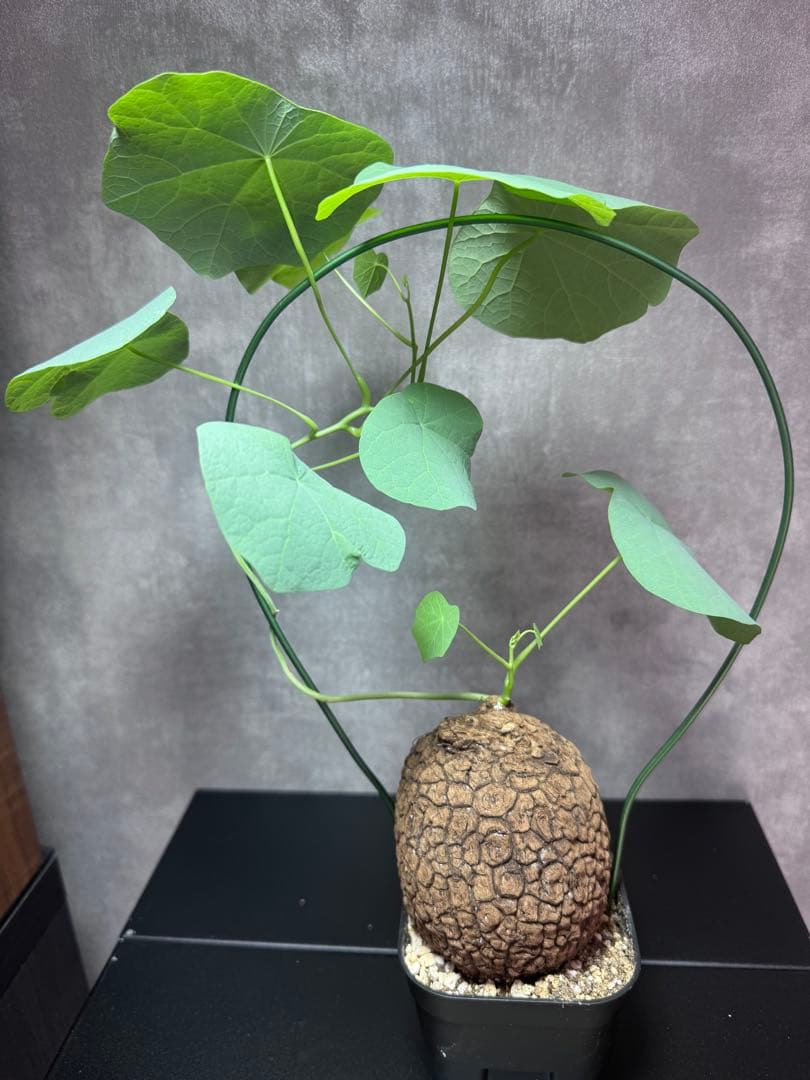 ステファニア　スベローサ塊根植物