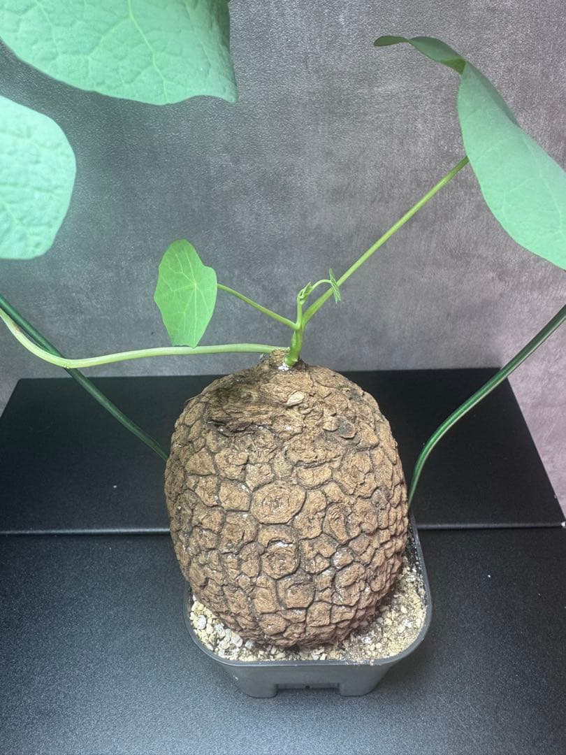 ステファニア　スベローサ塊根植物