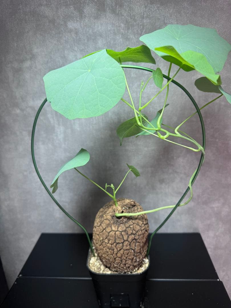 ステファニア　スベローサ塊根植物