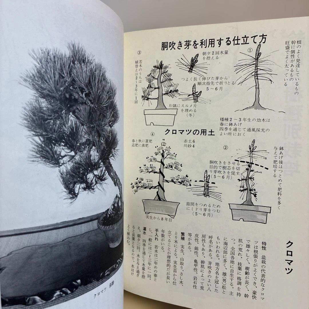 ★希少★ 絵説き 盆栽の手入れ